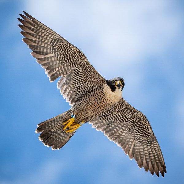 Falcon flying through the air against a blue and white clouded sky.