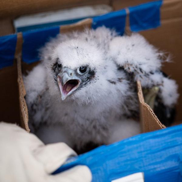 A peregrine falcon chick sits in a box with beak open.
